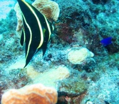 Mergulho nos recifes de Curaçao