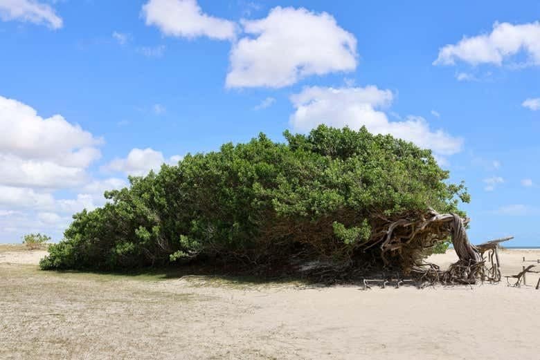 Árvore da Preguiça em Jericoacoara